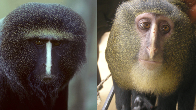O macaco cara-de-coruja (Cercopithecus hamlyni) é parente do macaco lesula (Cercopithecus lomamiensis)