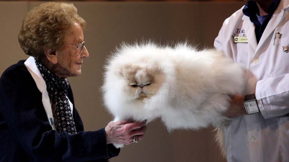 Jurados examinam gato que participa da competição de beleza “Cat Fancys Supreme Cat Show” em Birmingham, na Inglaterra