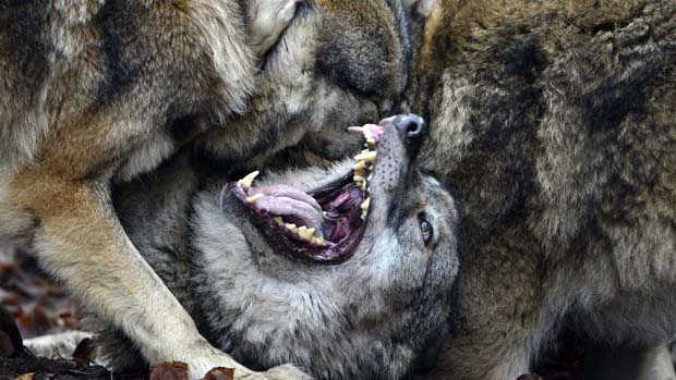 Lobos brigam em parque de vida selvagem de Rosengarten, na Alemanha