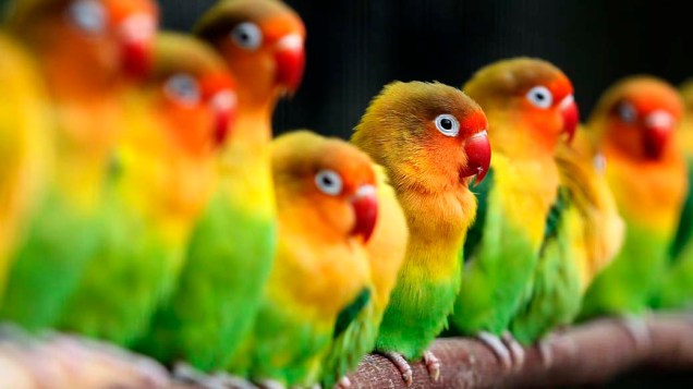 Pássaros são vistos em zoológico na cidade de Brugelette, Bélgica
