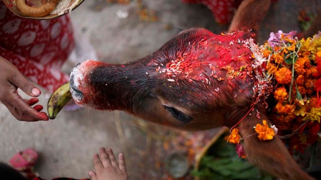 Hinduísta alimenta uma vaca durante cerimônia religiosa do festival Tihar em Katmandu, no Nepal