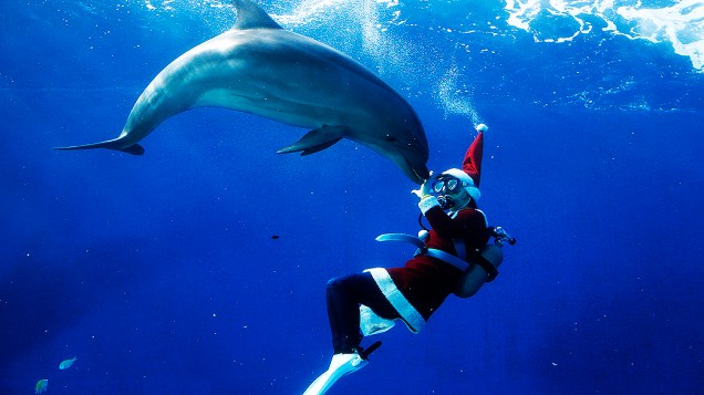 Mergulhador usa trajes natalinos ao nadar com golfinhos em parque de Yokohama, sul de Tóquio