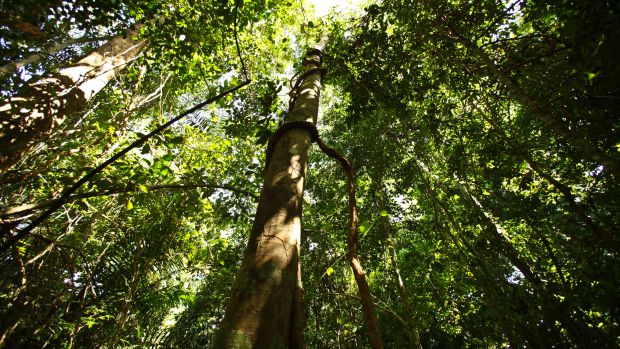 Cipó sobe pelo tronco de uma árvore em Barro Colorado, no Panamá. Cada vez mais, dizem pesquisas, os cipós estão crescendo e derrubando árvores nas florestas tropicais