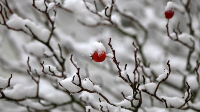 Frutos resistem à neve em árvore de Heidelberg, Alemanha