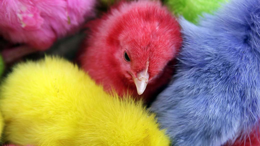 Aves coloridas artificialmente para comemoração da Páscoa no Libano