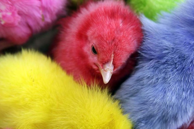 aves-coloridas-pascoa-libano-20120328-original.jpeg