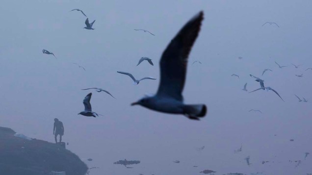 Aves migratórias voam em meio a densa neblina em uma manhã fria de inverno em Nova Deli, Índia