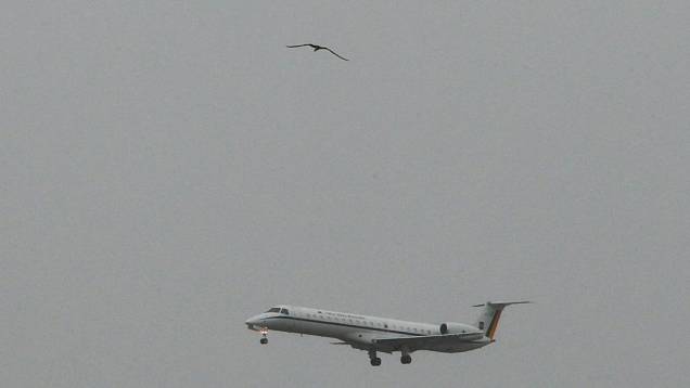Aves voam próximo aos aviões no Galeão