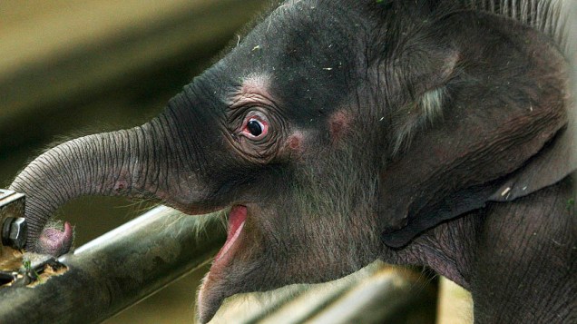 Bebê elefante asiático está ao lado de sua mãe no zoológico de Berlim, o jovem elefante nasceu em 08 de maio e não tem nome ainda