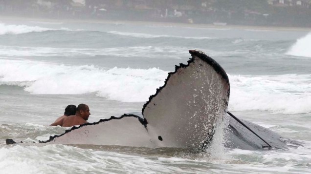 Banhistas tentam desencalhar uma baleia na praia de Geriba, em Búzios, Rio de Janeiro