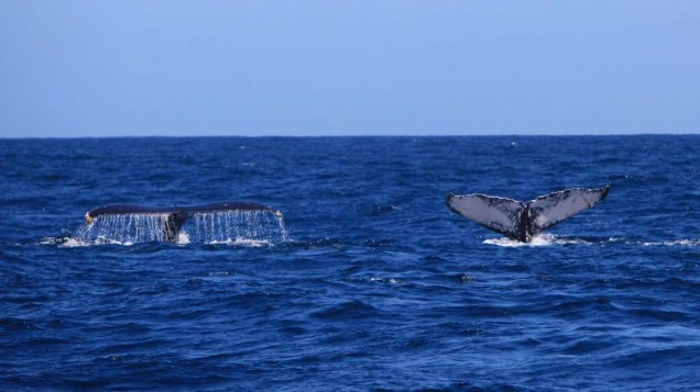 Em foto divulgada hoje, duas baleias mergulham na Baía de Samaná, República Dominicana