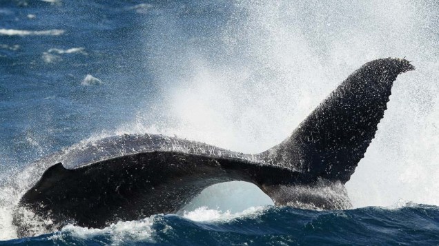 Em Sydney, baleia jubarte é vista durante a temporada de observação de baleias. Nessa época, os animais marinhos migram da região sul para norte, em busca de águas mais quentes