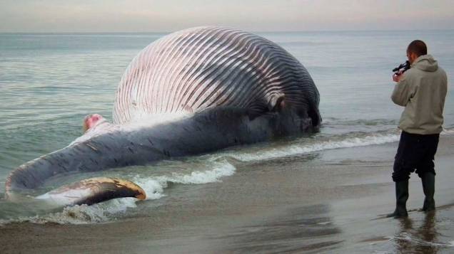 Homem capta imagens de baleia morta na praia de Santo Rossore em Pisa, Itália