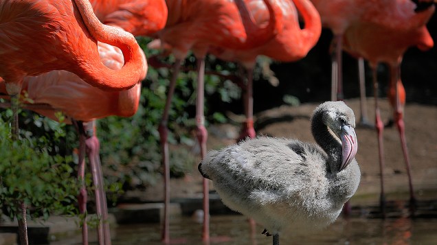 Filhote de flamingo aparece ao lado das aves adultas no zoo de Ueno, em Tóquio