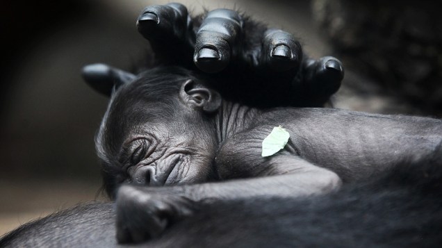Um bebê gorila dorme com sua mãe Rebecca no zoológico de Frankfurt, no oeste da Alemanha