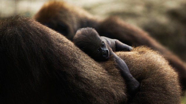 Bebê gorila com apenas quatro dias de vida é flagrado com a mãe no safári Ramat Gan, perto de Tel Aviv, Israel