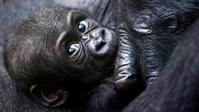 O bebê gorila Mawimbi descansa no colo da mãe, Mamitu, no zoológico de Zurique, na Suíça