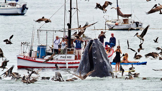 Fotógrafo amador registra baleias jubarte se alimentando em águas rasas de porto na Califórnia. Aposentado Bill Bouton registrou baleia-jubarte na costa da Califórnia