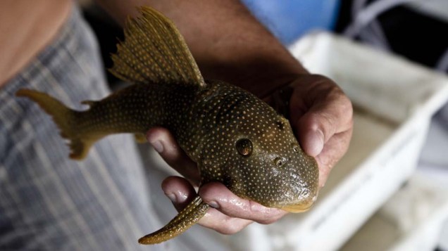 O leito pedregoso do rio Xingu é habitat natural de peixes ornamentais, como os Acaris. O comércio - legal e ilegal-  movimenta muito dinhero na região