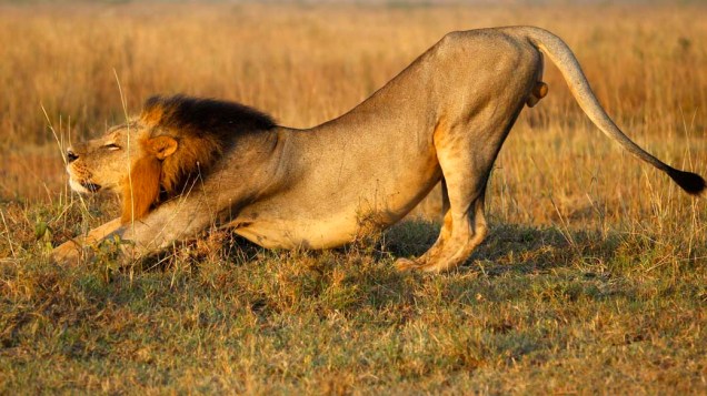 Leão no Parque Nacional de Nairobi, localizado a 7 km do centro da capital queniana