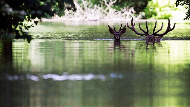 Dois cervos nadam no rio Danúbio procurando terreno elevado na Floresta Gemenc, 170 km ao sul da capital húngara, Budapeste. Diversos animais, como veados, javalis e raposas, foram afetados pelo aumento do nível das águas do rio nas florestas de várzea da região