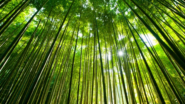 O estudo mostra que 70% dos idiomas do mundo inteiro foram descobertos em locais com as mais ricas biodiversidades