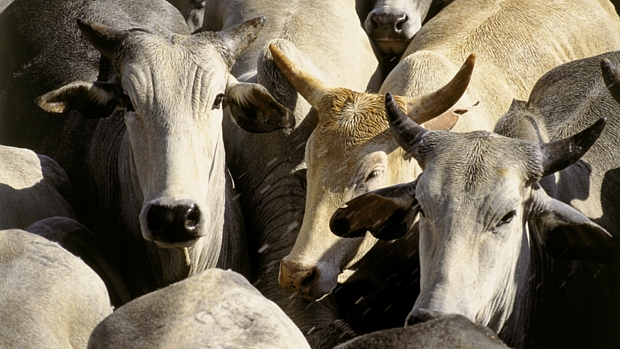 Os altos níveis de ivermectina na carne bovina processada já causaram o embargo do produto pelos Estados Unidos durante sete meses em 2010