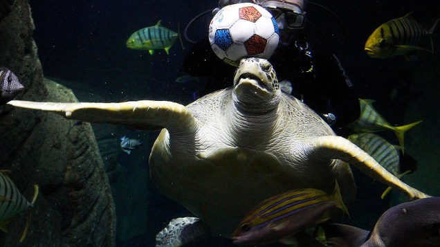 Mergulhador e tartaruga-verde brincam em aquário de água marinha em Munique, na Alemanha. O Bayern, time de futebol da cidade, disputará a final da Liga dos Campeões da Europa contra o Chelsea, da Inglaterra, no próximo sábado