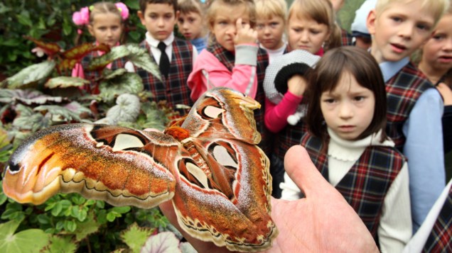 Crianças observam borboleta gigante  em São Petersburgo, Rússia