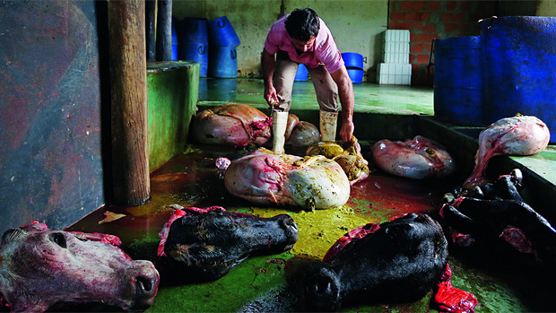 SEM FISCALIZAÇÃO - O abate dos animais é feito com desrespeito total às mínimas exigências sanitárias