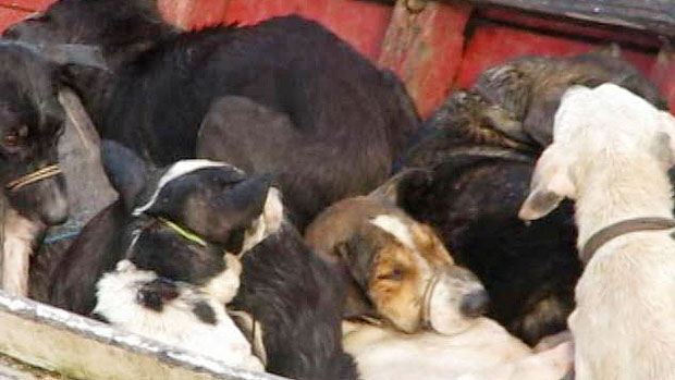 Cães capturados por moradores da cidade de Santa Cruz do Arari, no Pará