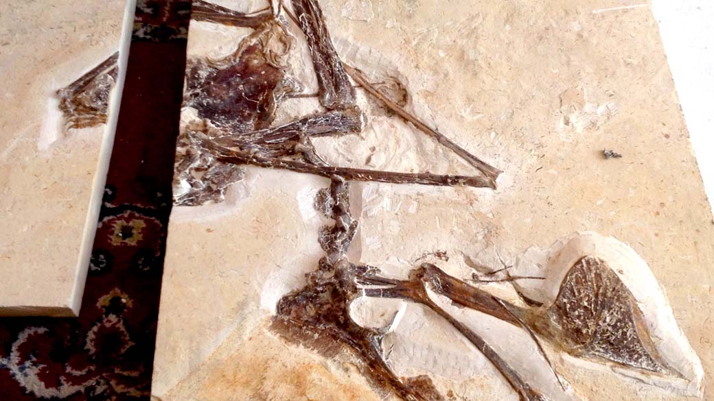 Fósseis apreendidos por autoridades francesas, que teriam como destino museus da Alemanha e Reino Unido