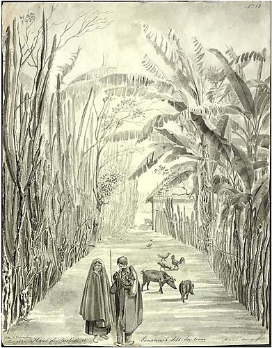 Adrien-Aimée Taunay pintou Cerca de cactos e Bananeiras denominadas da terra de Guimarães (1827) com pinceis de nanquim.