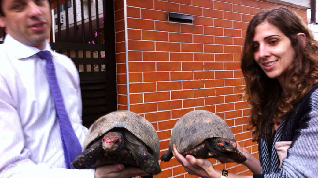 Três tartarugas foram encontradas entre os escombros em Santos