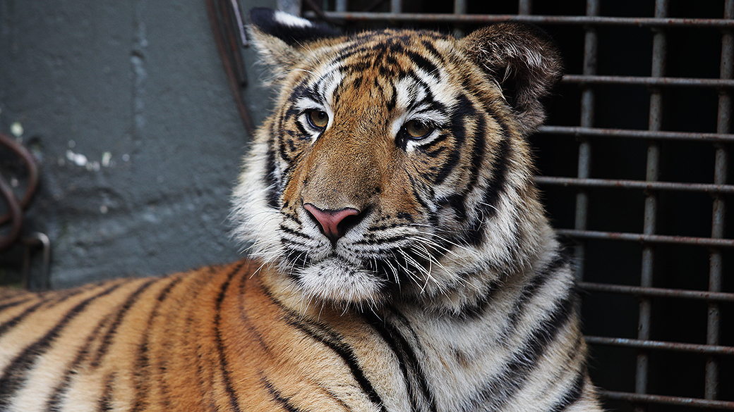 O tigre Hu, no Zoológico de Cascavel