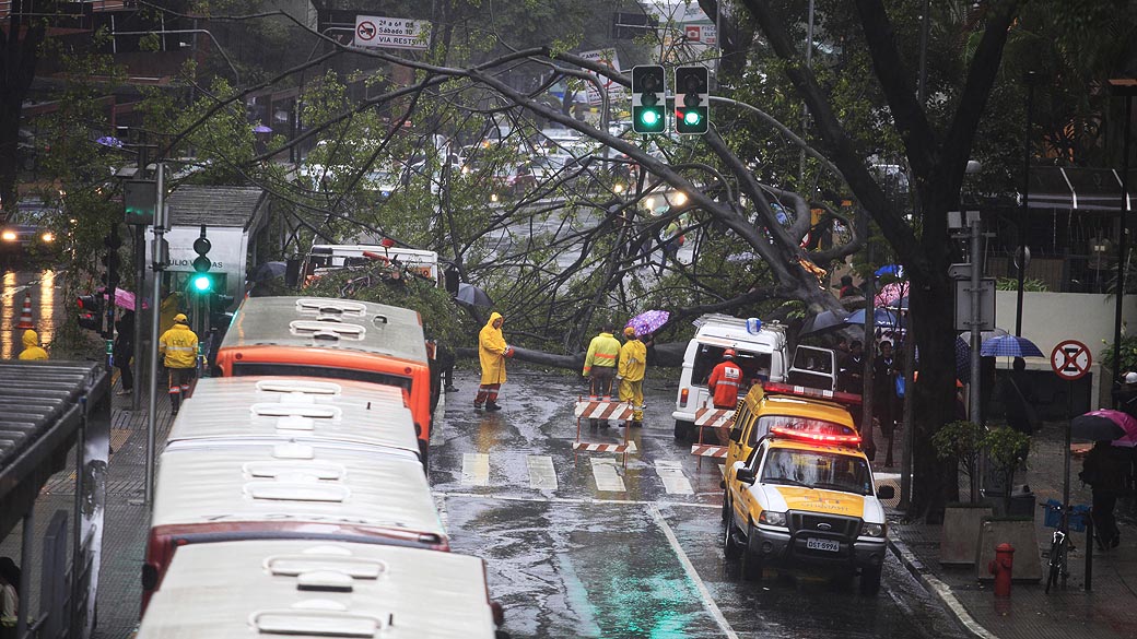 Árvore caiu sobre ponto de ônibus na Avenida 9 de Julho em São Paulo e complicou trânsito