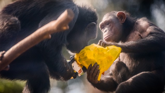 Chimpanzés interagem com objetos do Peca