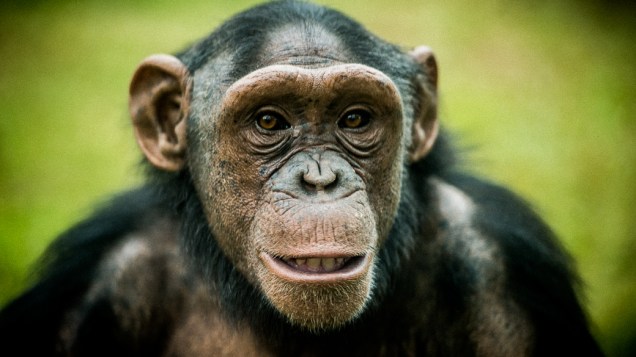 Zoo de São Paulo promove atividades para estimular o intelecto dos animais