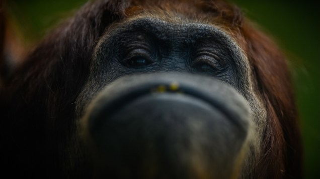 Orangotango faz careta para câmera