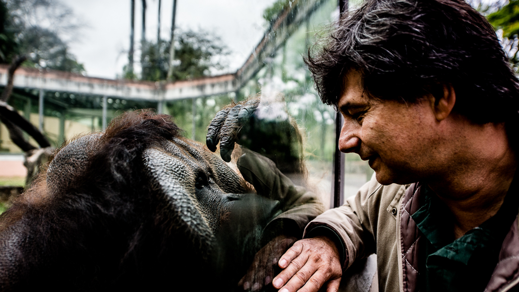 Orangotango saúda Oriel Nogali, coordenador do Programa de Enriquecimento Comportamental Animal do Zoo de São Paulo