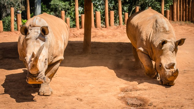 Casal de rinocerontes, Adão e Eva, se alimentam no zoo de São Paulo