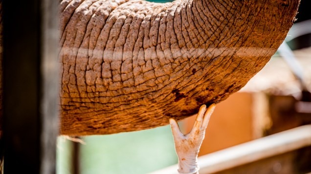 Elefante asiática recebe afago de bióloga do zoo