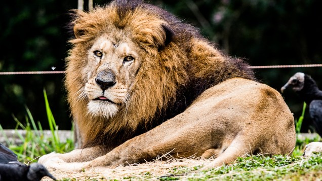 O leão Kirongozi, de 14 anos, descansa em sua jaula