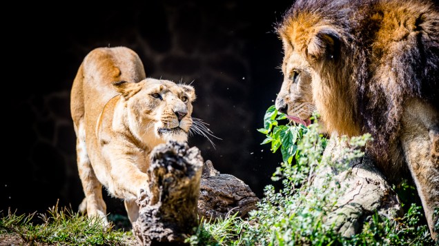 Casal de leões em seu recinto