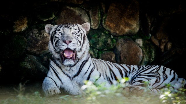 O tigre de bengala branco, Baboo, veio de um zoológico francês