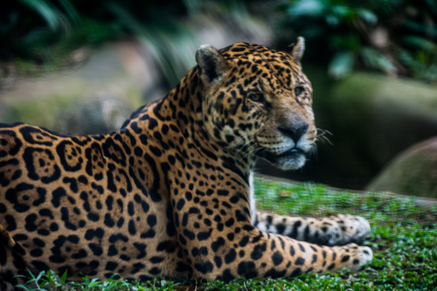 Onça-pintada descansa em sua jaula no zoo de São Paulo