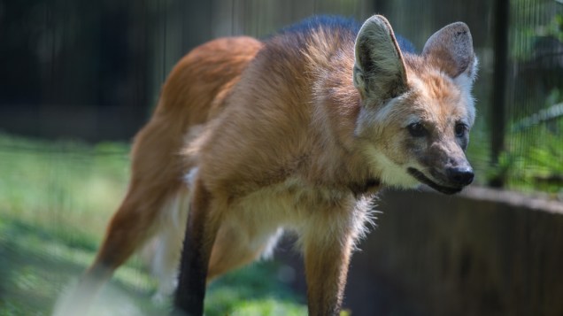 Lobo-guará caminha em seu recinto no zoo de São Paulo
