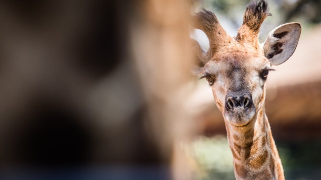 Com dois meses de vida, Girafales é o mais novo entre os mamíferos