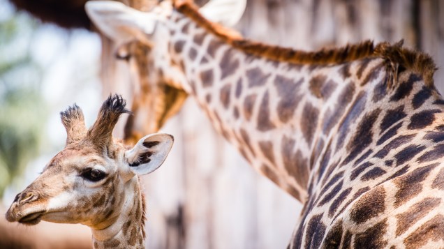 O recém-nascido Girafales ao lado de sua mãe