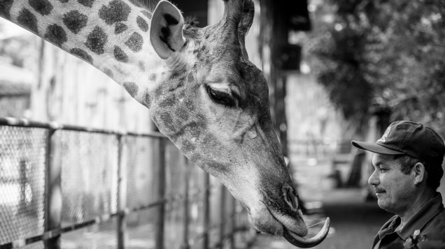 O tratador Laurindo de Almeida no recinto das girafas no Zoo de São Paulo